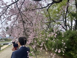 2025.4.4-5 鴨川茶店 (17)