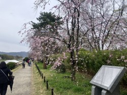 2025.4.4-5 鴨川茶店 (20)