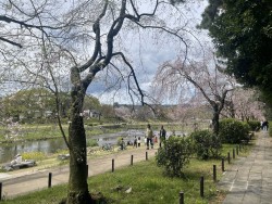 2025.4.4-5 鴨川茶店 (40)