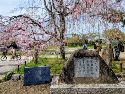 2025.4.4-5 鴨川茶店 (47)