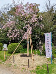 2025.4.4-5 鴨川茶店 (48)